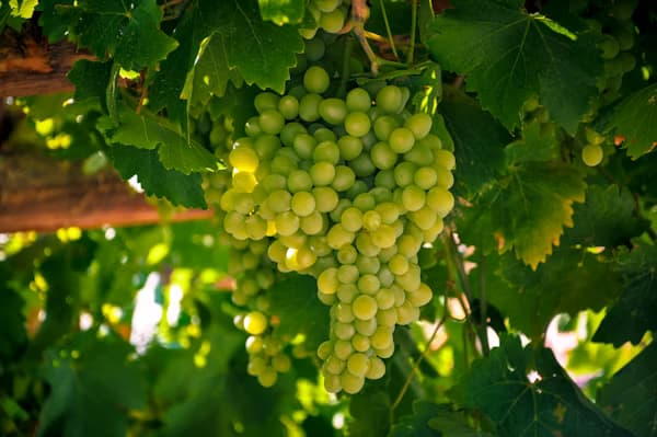 Fresh Grapes