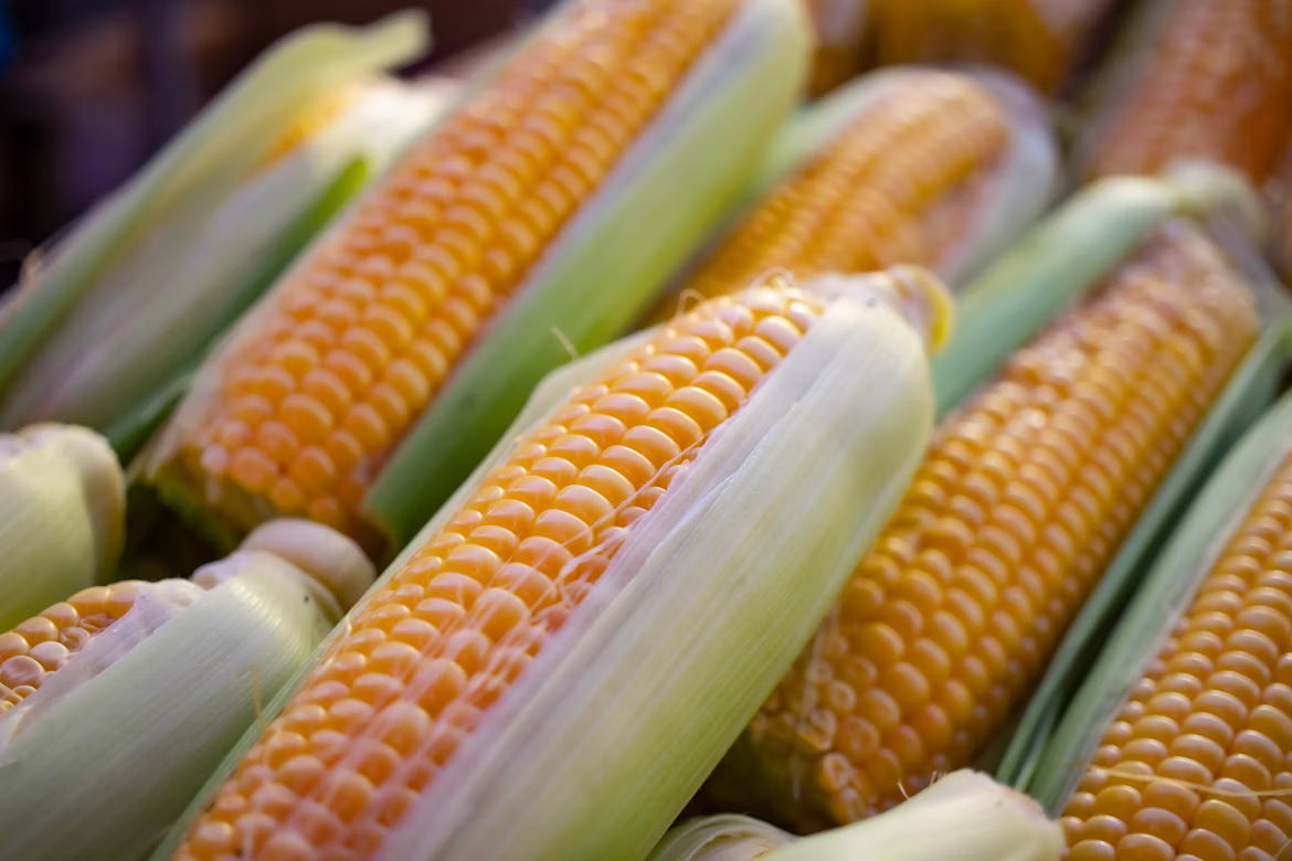 Indian Maize